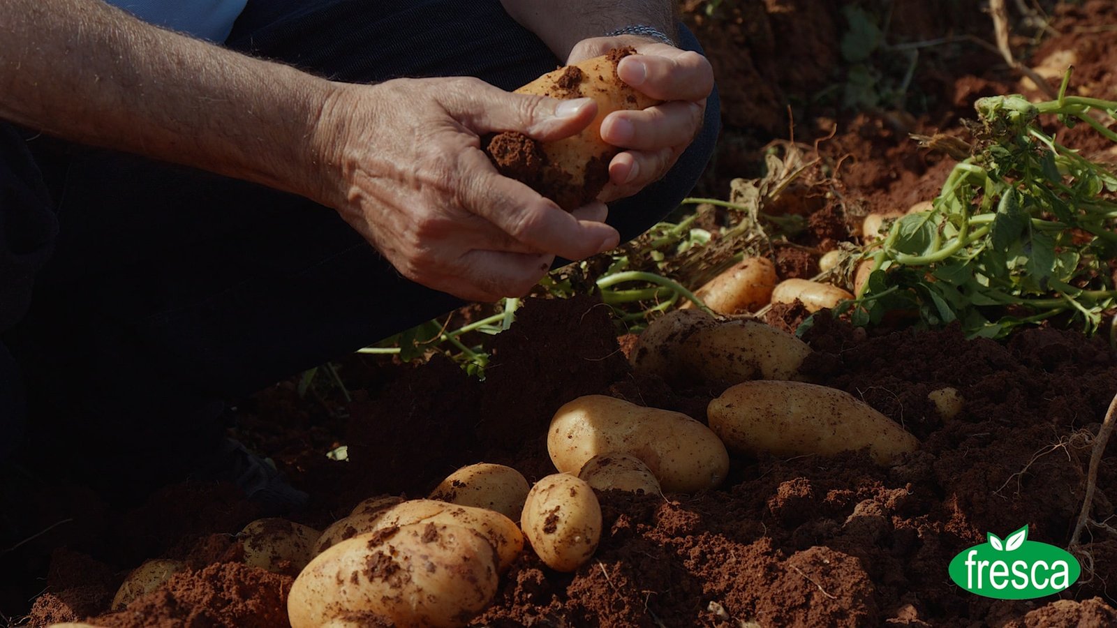 Fresca Potatoes – 2023