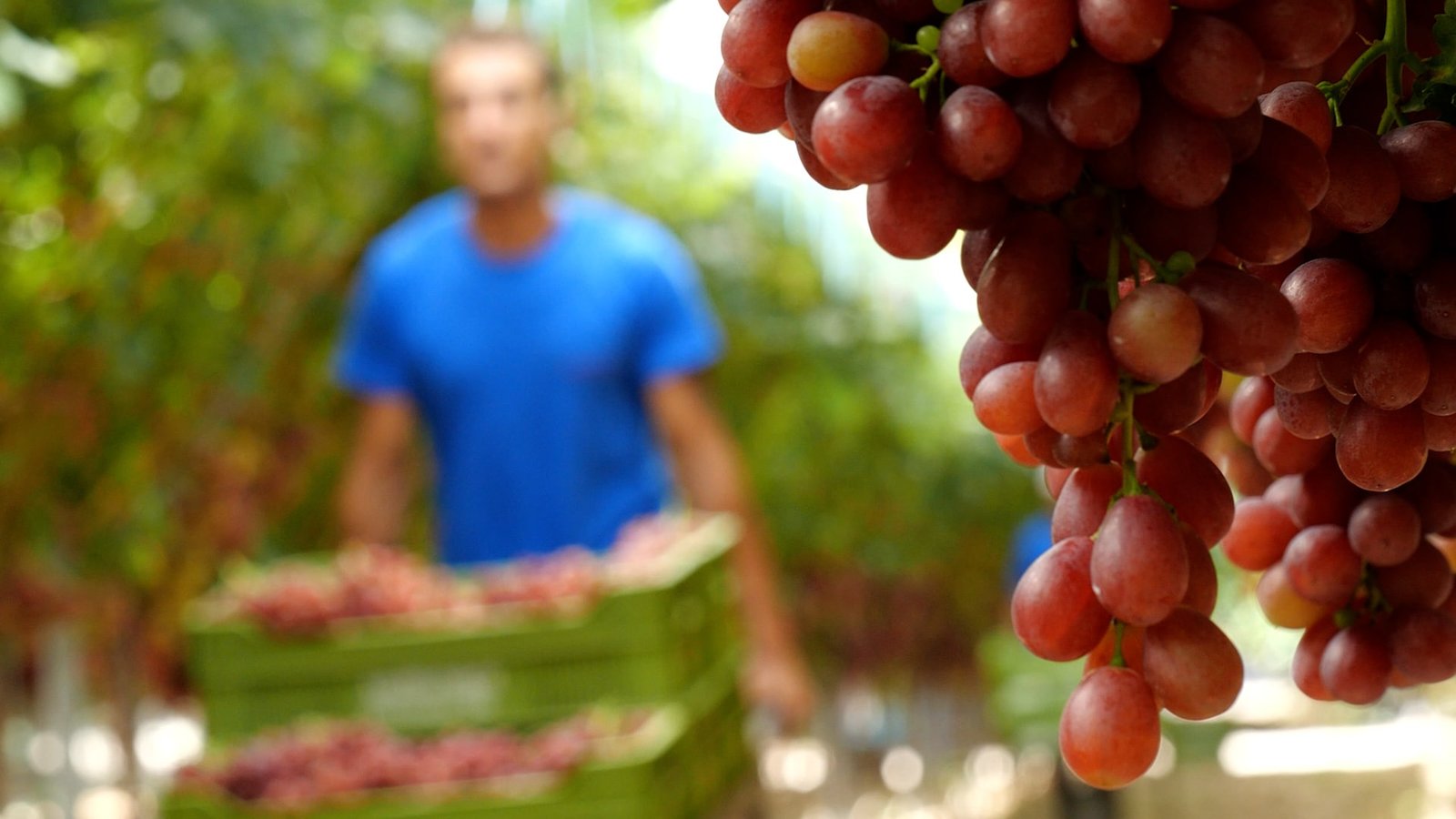 PAPANICOLI – GRAPES & Citrus Spot – 2022